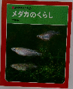 メダカのくらし