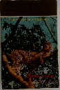 THE STORY OF A CHEETAH