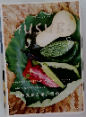 MUSUBi　2021年7月号