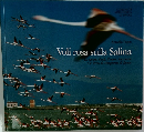Voli rosa sulla Salina