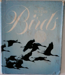 the wonder of Birds