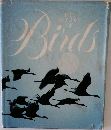 the wonder of Birds
