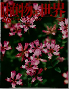 植物の世界　46