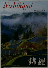 Nishikigoi  NAGAOKA  錦鯉