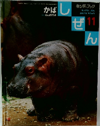 キンダーブック 11　かば