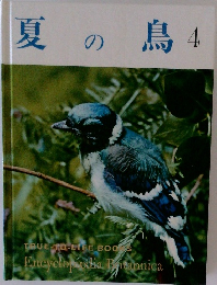 夏の鳥4