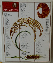 COOK料理全集　8　ご飯ものとパン　