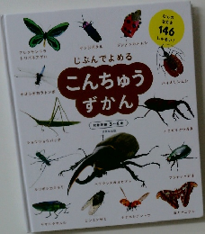 こんちゅうずかん　146
