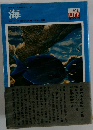 海