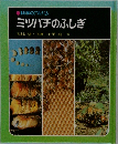 科学のアルバム　ミツバチのふしぎ