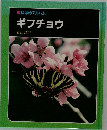 ギフチョウ