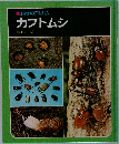 カブトムシ