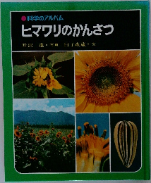 ヒマワリのかんさつ