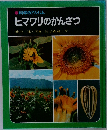 ヒマワリのかんさつ