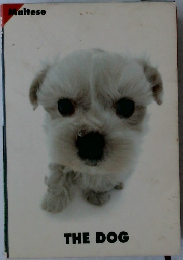 Maltese  THE DOG