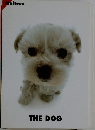 Maltese　THE　DOG