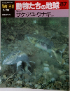 朝日百科　動物たちの地球87