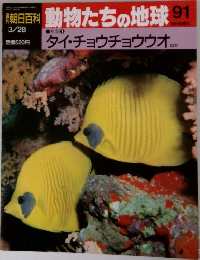 季朝日百科動物たちの地球　91 タイ・チョウチョウウオ