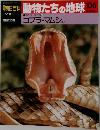 動物たちの地球 106