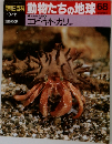 週刊朝日百科 動物たちの地球 68　10/11　エビ・ヤドカリ ほか