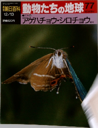 朝日百科動物たちの地球77　12/13　アゲハチョウ・シロチョウ