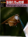 朝日百科動物たちの地球77　12/13　アゲハチョウ・シロチョウ