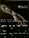 Basser 2008年3月号