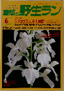 自然と野生ラン　1997　6