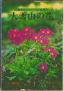 花紀行 7　大雪山の花