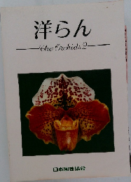 洋らん  The Orchids 2