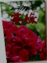 ガーデンスタジオの薔薇
