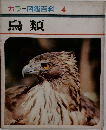 カラー図鑑百科 4 鳥類
