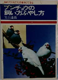 ブンチョウの飼い方ふやし方