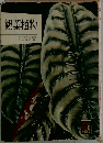 観葉植物　