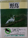 野鳥 