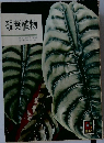 観葉植物