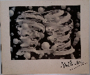 M. C. Escher