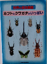 カブトとクワガタがいっぱい