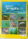 三崎の砂底の動物〔1〕