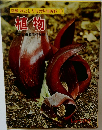図鑑 わたしたちの科学百科 5  植物