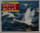 わたりどり はくちょう