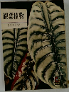 観葉植物
