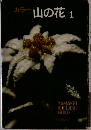 カラー山の花　1