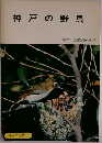 神戸の野鳥　神戸の自然 5