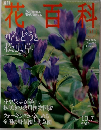 週刊　花百科　2004年10/7号　Vol.31　りんどうと松虫草