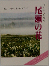 尾瀬の花