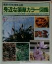 健康づくりに効果抜群　身近な薬草カラー図鑑