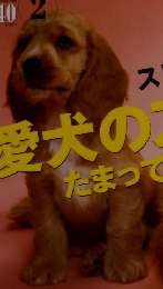 wan　2004年2月号