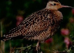BIRDER　1994年5月号
