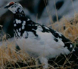 BIRDER 1995 8